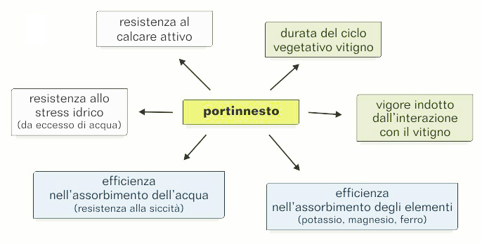 produzione - Vivai Viticoli Trentini